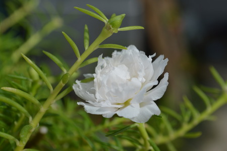 Common Purslaneの写真素材