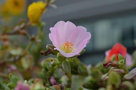 Common Purslaneの写真素材