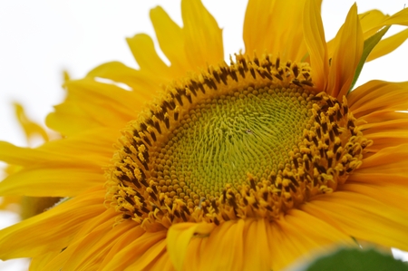 sunflowerの写真素材