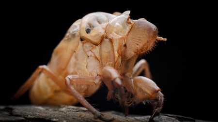cicada