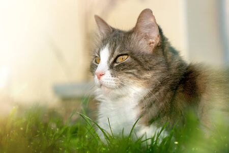 Cat on lawn
