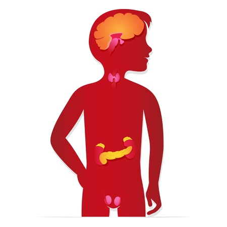 Endocrine system illustrationのイラスト素材