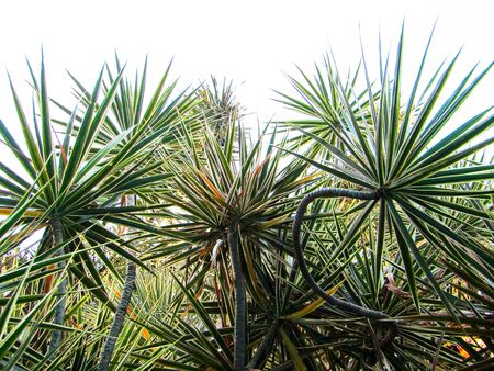 Dracaena Marginata or Madagascar Dragon Tree with White Background Isolated.の写真素材