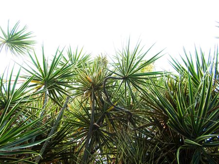 Madagascar Dragon Tree or Dracaena Marginata with White Background Isolatedの写真素材