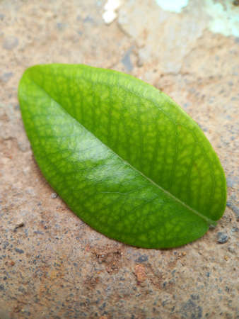 A sheet of Jaboticaba leaf is on the ground. Close-up of a green leafの写真素材