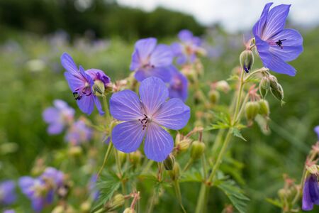 Purple blooming wildflowers on meadow