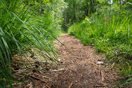 Path through green forest at Erlangen