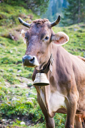 Cow of Tannheimer Tal on Alpine mountain pasture, summer eveningの写真素材