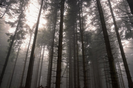 Tall conifer trees in forest on misty day in Rhoenの写真素材