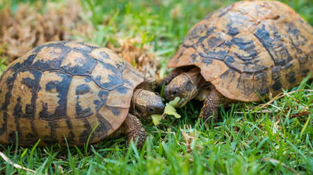 Close up of two turtles eating melon in green grassの写真素材