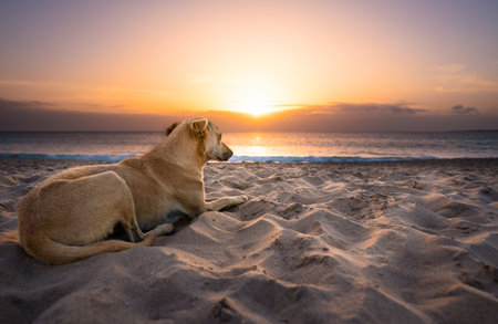 Dog lying at beach watching sunsetの写真素材