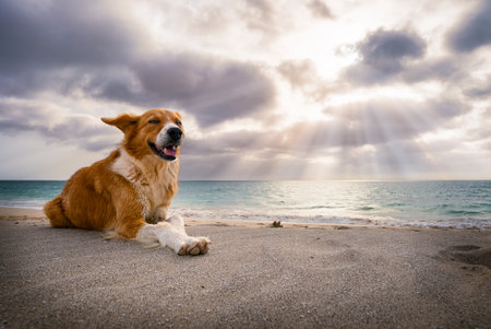 Dog lying at beach with ocean and dramatic sky in backgroundの写真素材