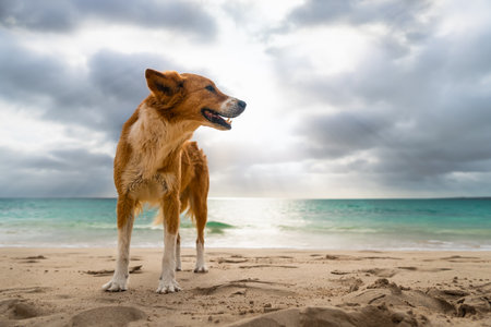 Dog standing at beach with ocean and dramatic sky in backgroundの写真素材