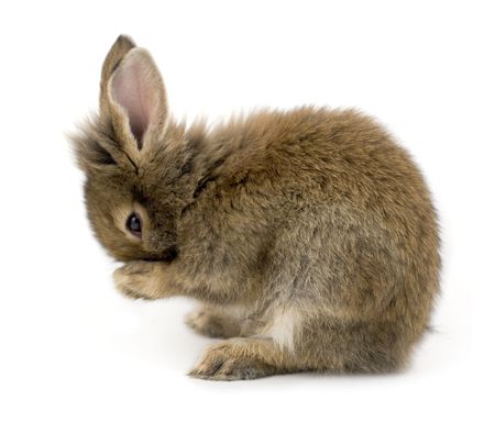 Small brown rabbit isolated on whiteの写真素材