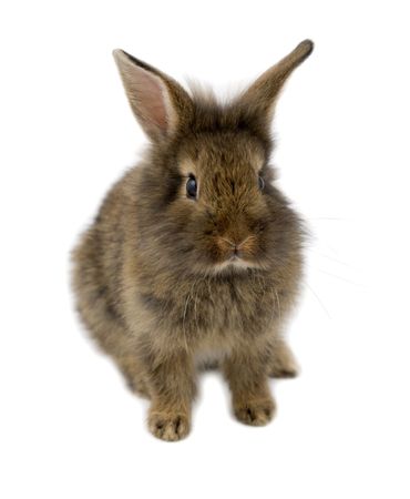 Small brown rabbit isolated on white, shallow depth of fieldの写真素材