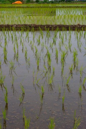 rice fields with water in Japanの写真素材