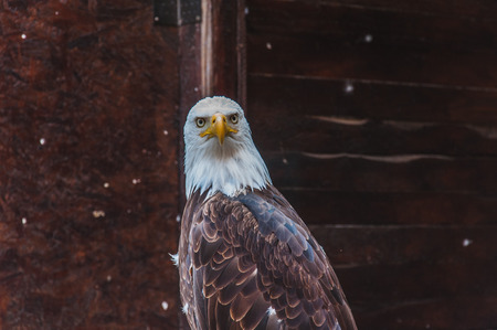 Portrait of a bald eagle emblem of the united states of america