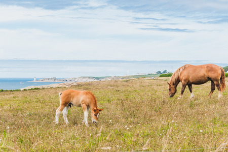 Horse grazing grass at Pointe Saint-Mathieu in Plougonvelin in Finistere in Franceの写真素材