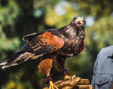 Harris's Hawk at rest on falconry gloveの写真素材