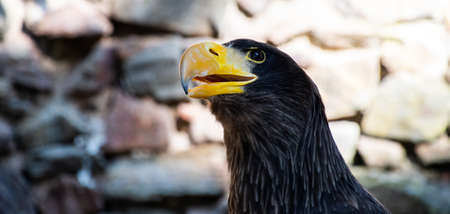 Steller's eagle or emperor on stone backgroundの写真素材