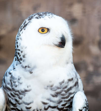 Close-up on the head of a Snowy Owlの写真素材