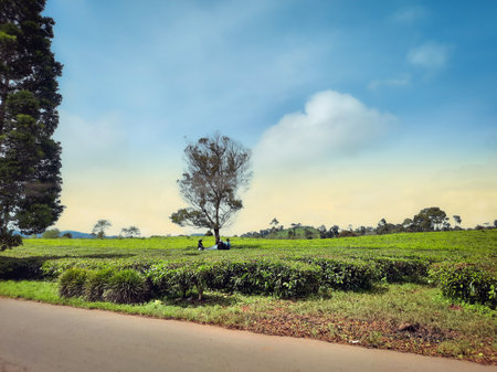Workers rest under a lone tree in the middle of a lush green tea plantation, with rolling hills and a soft blue sky in the background.の写真素材