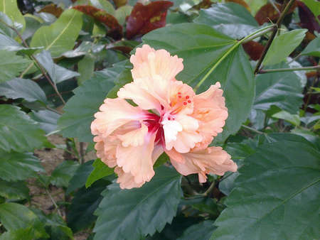 Hibiscus rosa sinensis. の写真素材