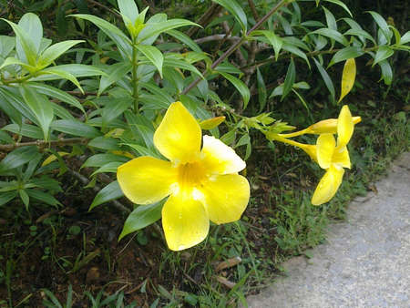 Golden trumpet , Allamanda.の写真素材