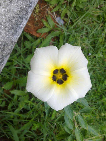 Flowerの写真素材