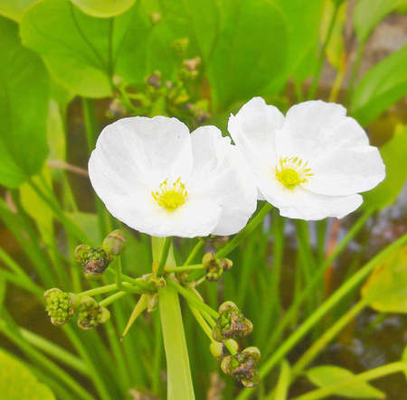 Flowerの写真素材