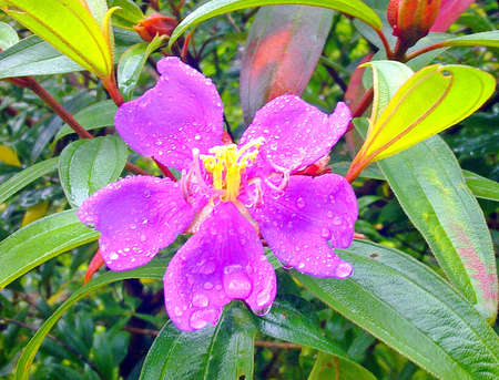 Flowerの写真素材