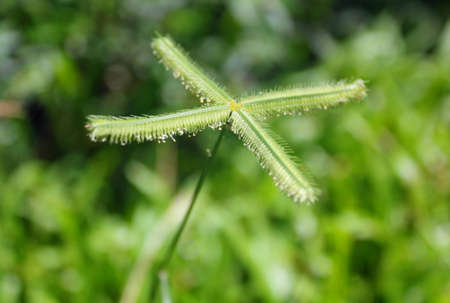 Grass flower