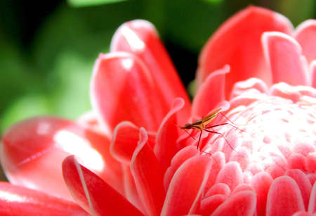 Etlingeraの写真素材