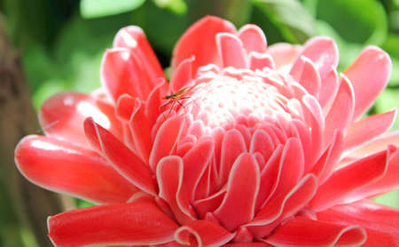 Etlingeraの写真素材