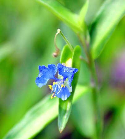 Grass Floweの写真素材