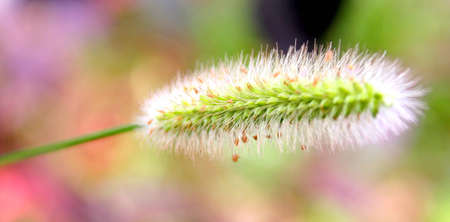 Grass Flowerの写真素材