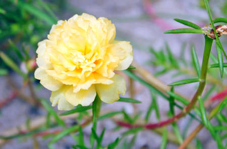 Portulaca Rose, Rose Moss, Sun Plantの写真素材