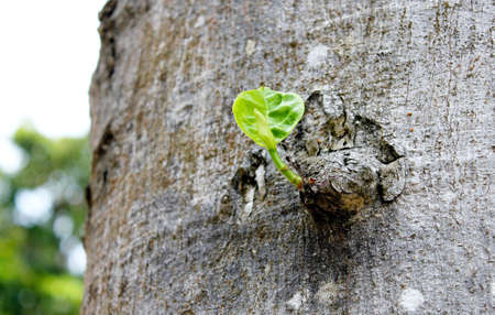 Leaflet of Jackfruitの写真素材