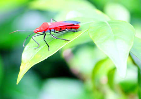 Bugの写真素材