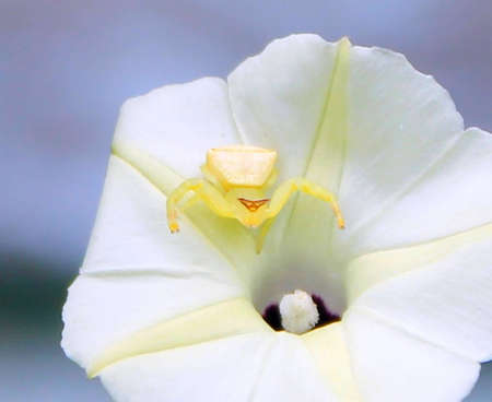 Spider in the flowerの写真素材