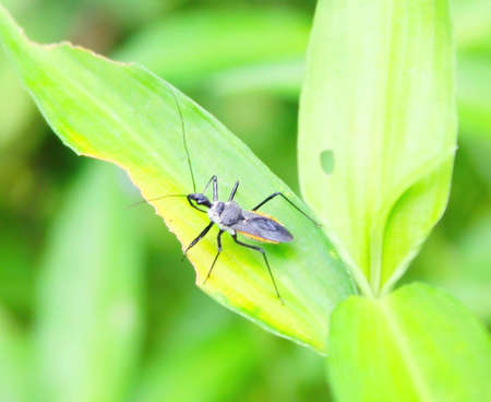 Bug lifeの写真素材