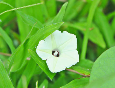 Grass flowerの写真素材