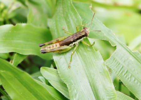 Grasshopperの写真素材