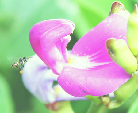 Flowersの写真素材