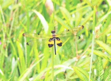 Dragonflyの写真素材