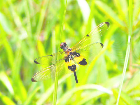 Dragonflyの写真素材