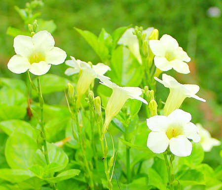 Flowersの写真素材