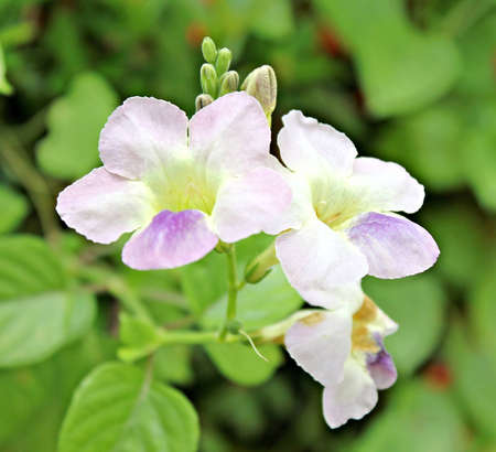 Flowersの写真素材