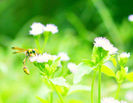 Beeの写真素材