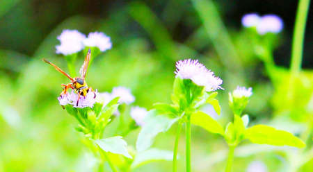 Beeの写真素材